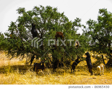 Goats on the argania tree, Morocco 86965430