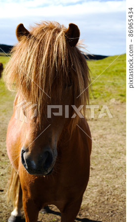 Long-haired icelandic horse 86965434