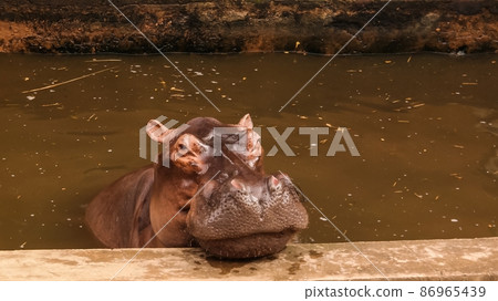 portrait of eating hippopotamus in Niamey at Niger portrait of eating hippopotamus in Niamey at Niger 86965439