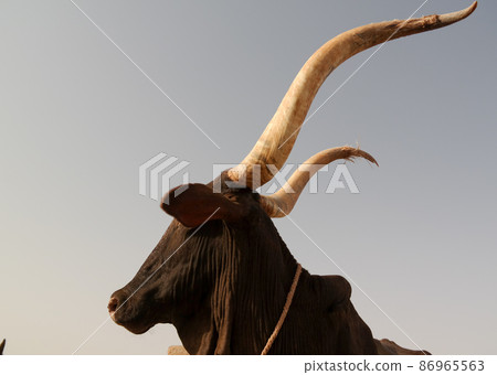 Portrait of ankole-watusi bighorned bull, Agadez cattle market, Niger 86965563