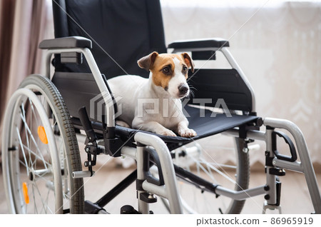 Jack Russell Terrier dog sits in a wheelchair. A devoted friend is waiting for the owner. 86965919