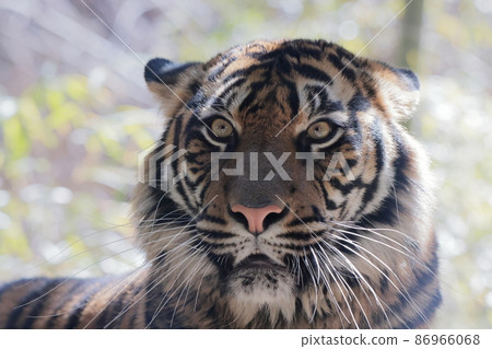 Sumatran tiger Sumatran tiger 86966068