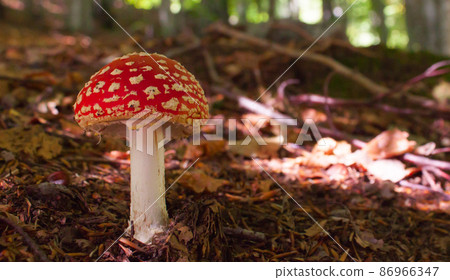 Macro of a Amanita muscaria in the woods 86966347