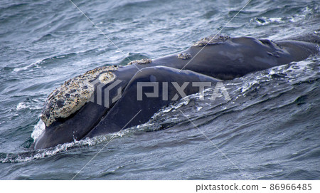 Southern Right Whale, Gansbaai, South Africa 86966485