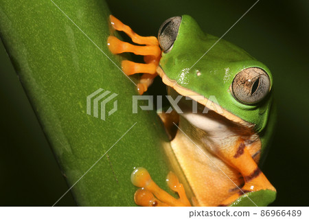 Tiger-Striped Leaf Frog, Amazonia, Ecuador 86966489