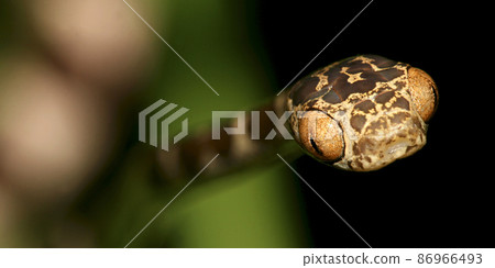 Blunthead Tree Snake, Napo River Basin, Amazonia, Ecuador 86966493