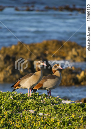 Egyptian Goose, Walker Bay Nature Reserve, South Africa 86966510