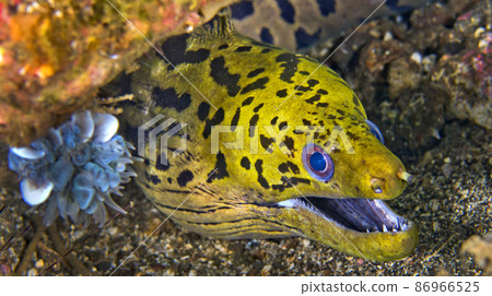Spot-face Moray, Lembeh, Indonesia Spot-face Moray, Lembeh, Indonesia 86966525