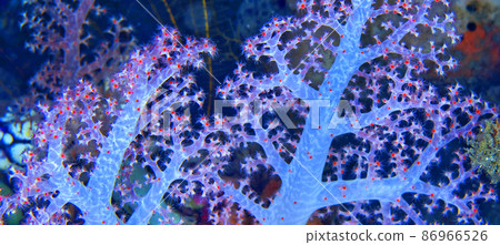 Multi-branched Trees Soft Coral, Lembeh, Indonesia 86966526
