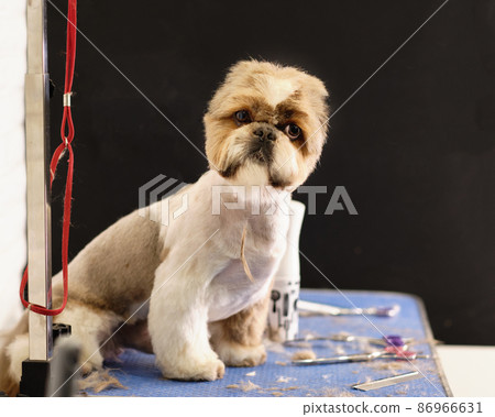 The shih tzu dog is sitting on a grooming table with scissors, a bottle of water and the dog's fur on it The shih tzu dog is sitting on a grooming table with scissors, a bottle of water and the dog's fur on it 86966631