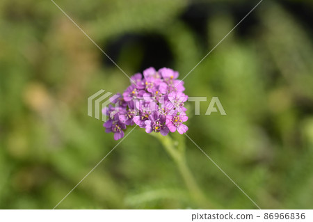 Common Yarrow Common Yarrow 86966836
