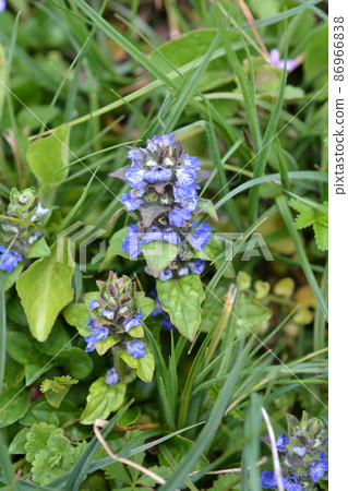 Common bugle 86966838