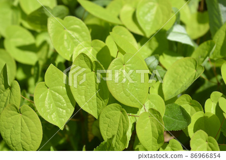 Alpine barrenwort Alpine barrenwort 86966854