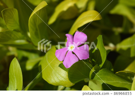 Madagascar rosy periwinkle Madagascar rosy periwinkle 86966855