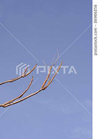 Tree of heaven Tree of heaven 86966856