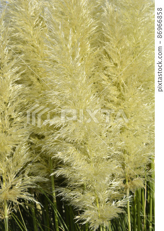 Pampas grass Pampas grass 86966858
