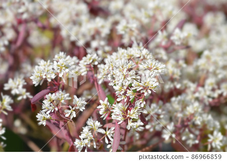 Spurge Diamond Frost Spurge Diamond Frost 86966859