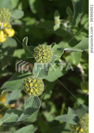 Jerusalem sage Jerusalem sage 86966861