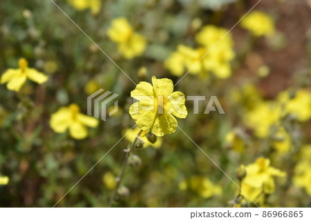 Common rockrose 86966865