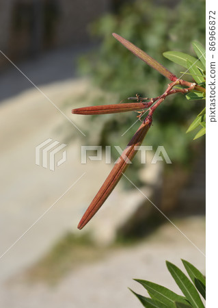 Common oleander 86966872