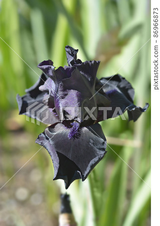 Tall bearded iris Before The Storm Tall bearded iris Before The Storm 86966873