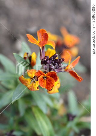 Wallflower Tom Thumb 86966880