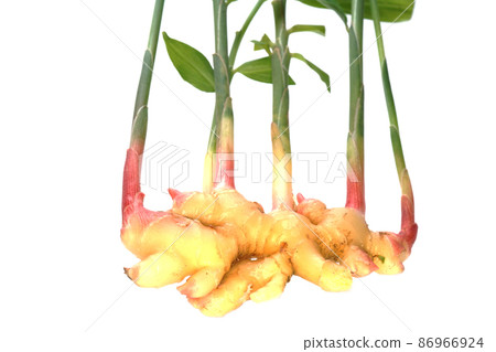 leaf ginger 86966924