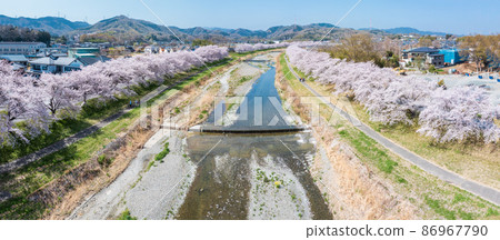 鳥瞰“埼玉縣”兒玉千本櫻 86967790