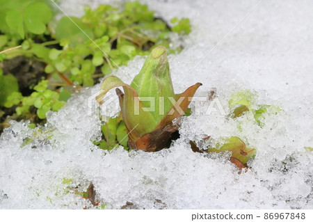The butterbur sprout that came out from under the snow The butterbur sprout that came out from under the snow 86967848