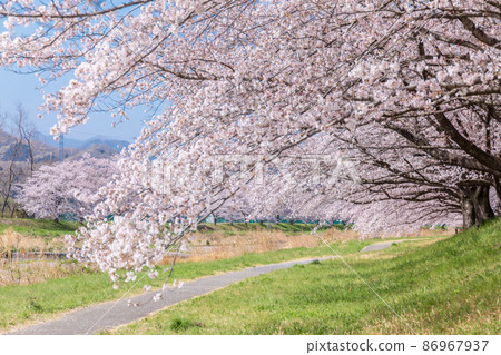 "Saitama Prefecture" Honjo City, Kodama Senbonzakura 86967937