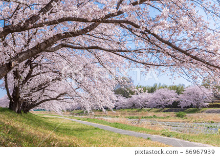 “埼玉縣”本城市兒玉千本櫻 “埼玉縣”本城市兒玉千本櫻 86967939