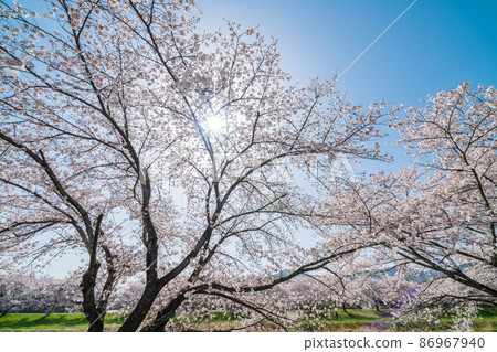 “埼玉縣”本城市兒玉千本櫻 “埼玉縣”本城市兒玉千本櫻 86967940