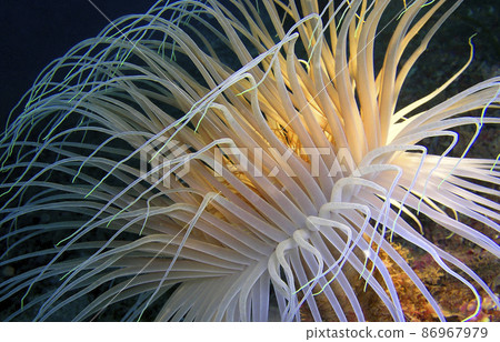 Tube-dwelling Anemone, Cabo Cope Puntas del Calnegre Regional Park, Spain 86967979