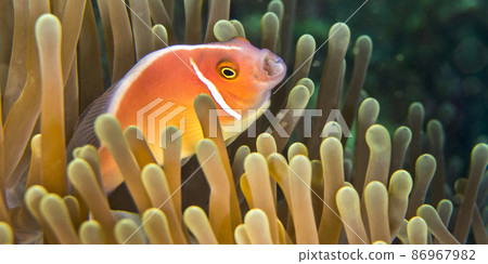 Pink Anemonefish, North Sulawesi, Indonesia Pink Anemonefish, North Sulawesi, Indonesia 86967982