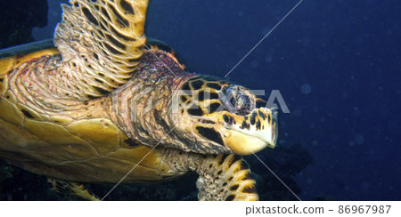 Hawksbill Sea Turtle, South Ari Atoll, Maldives 86967987