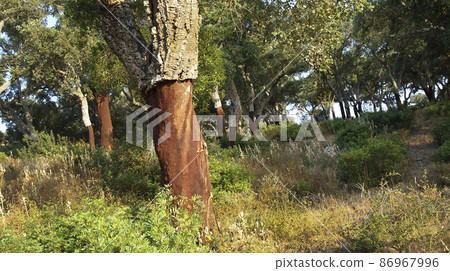 Blockhead Forest, Los Alcornocales Natural Park, Spain Blockhead Forest, Los Alcornocales Natural Park, Spain 86967996