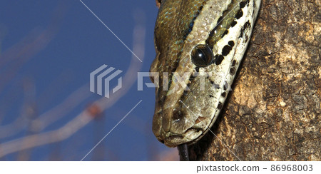 African Rock Python, Chobe National Park, Botswana 86968003