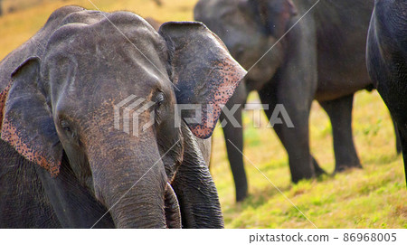 Sri Lankan Elephant, Minneriya National Park, Sri Lanka 86968005