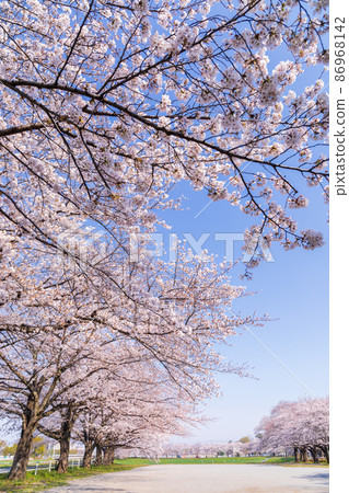 "Saitama Prefecture" Minuma rice field beautiful cherry blossom corridor 86968142