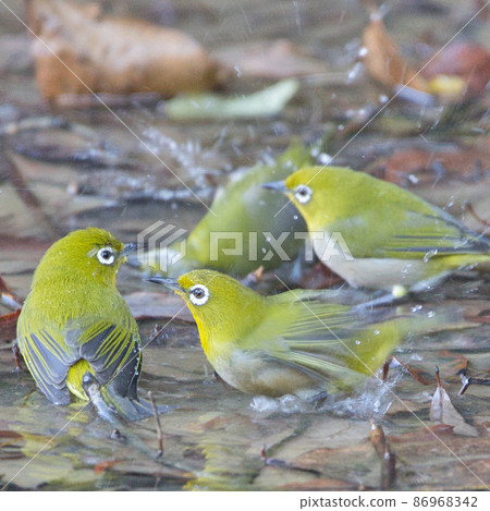 Medusa making a bath 86968342
