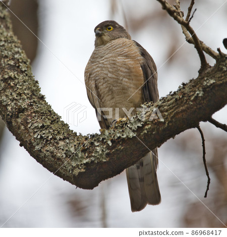 A small hawk perched on a tree 86968417