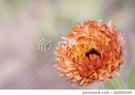 Calendula flower 86968568