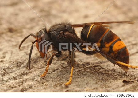 Closeup on a worker Asian long legged predatory hornet, Vespa velutina sitting on a piece of wood in Southern France 86968602