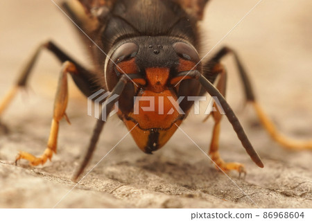 Facial closeup on a worker Asian long legged predatory hornet, Vespa velutina sitting on a piece of wood in Southern France 86968604