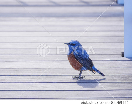 Blue Rock Thrush 2 Male 86969165