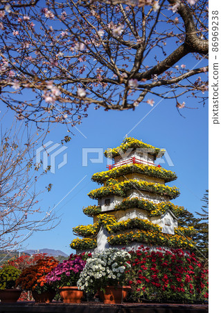 Kanto Chrysanthemum Flower Tournament 86969238