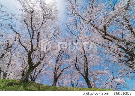 “埼玉縣”本城市，萩岡城遺址上美麗的櫻花樹 86969395