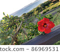 The art of flowers, the sea and the sky in a tropical country 86969531