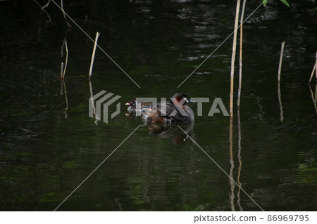 Little Grebe parents and children busy raising children Little Grebe parents and children busy raising children 86969795