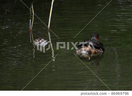Little Grebe family busy raising children Little Grebe family busy raising children 86969796